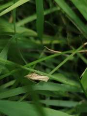 Ematheudes punctella