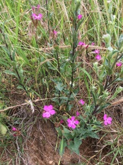 Dianthus armeria