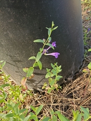 Scutellaria angustifolia