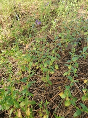 Scutellaria angustifolia