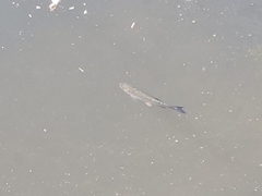 Squalius cephalus