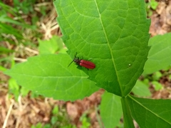 Denticollis nipponensis