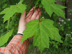 Acer rubrum drummondii