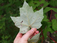 Acer rubrum drummondii