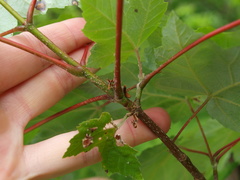Acer rubrum drummondii