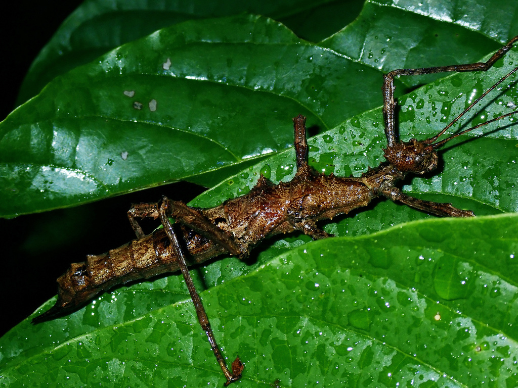 Trachyaretaon echinatus