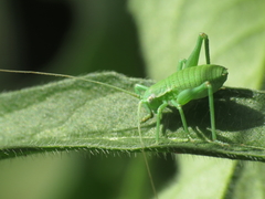 Odontura aspericauda