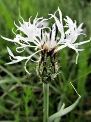Centaurea nissana