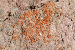 Polycauliona luteominia