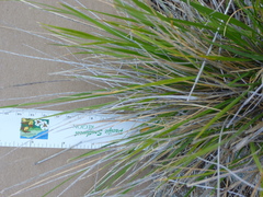 Calamagrostis ophitidis