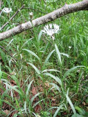 Centaurea nissana