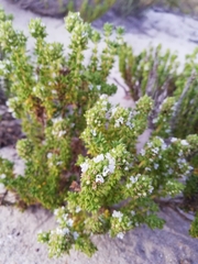Thymus carnosus