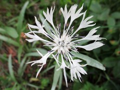Centaurea nissana