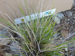 Calamagrostis ophitidis