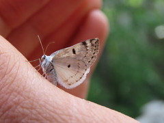 Lomographa semiclarata