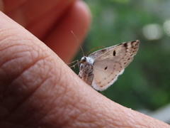 Lomographa semiclarata