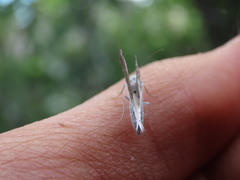 Lomographa semiclarata