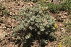 Astragalus arnacantha