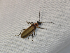 Podabrus appendiculatus