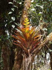Guzmania gloriosa