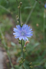 Cichorium intybus