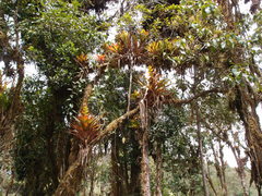 Guzmania gloriosa