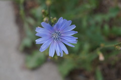 Cichorium intybus