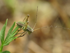 Odontura aspericauda
