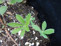Lupinus perennis