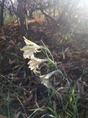 Gladiolus recurvus