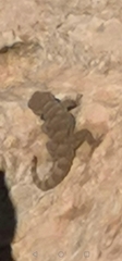 Ptyodactylus