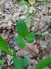 Viola triloba