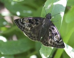 Erynnis juvenalis