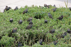 Sturnus vulgaris
