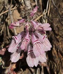 Collinsia tinctoria