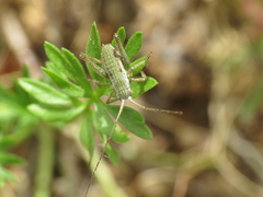 Odontura aspericauda