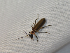 Podabrus appendiculatus