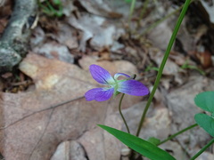 Viola triloba