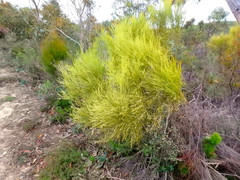 Choretrum glomeratum