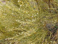 Choretrum glomeratum