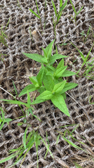 Eupatorium perfoliatum