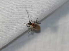 Podabrus appendiculatus