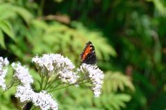 Aglais urticae