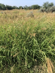 Trichloris pluriflora