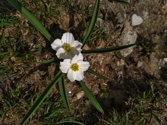 Ranunculus kuepferi