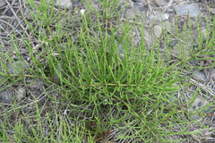 Equisetum arvense