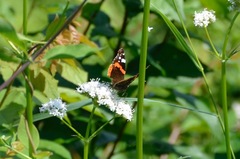 Vanessa atalanta