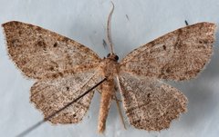 Melanolophia signataria