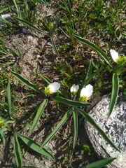 Ranunculus kuepferi