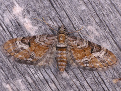 Eupithecia anticaria